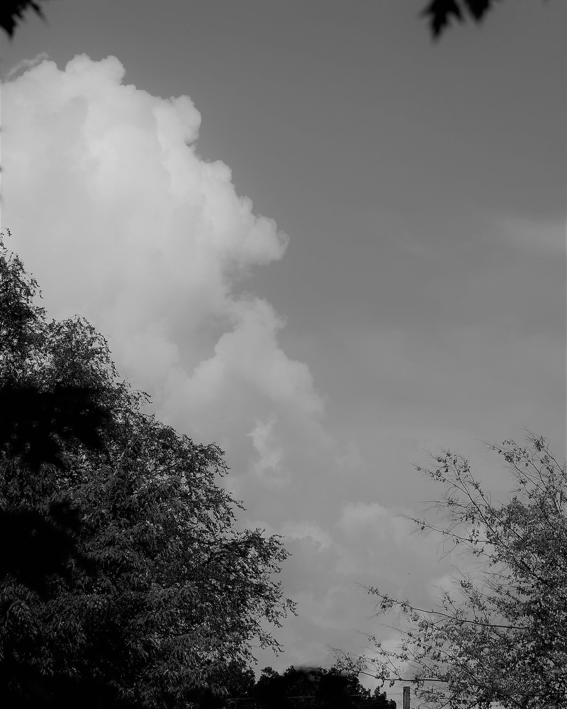 August 1: Pop Up Cloud by daisymiller