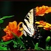 Swallowtail Butterfly by olivetreeann