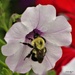 Bee and Petunia  by radiogirl