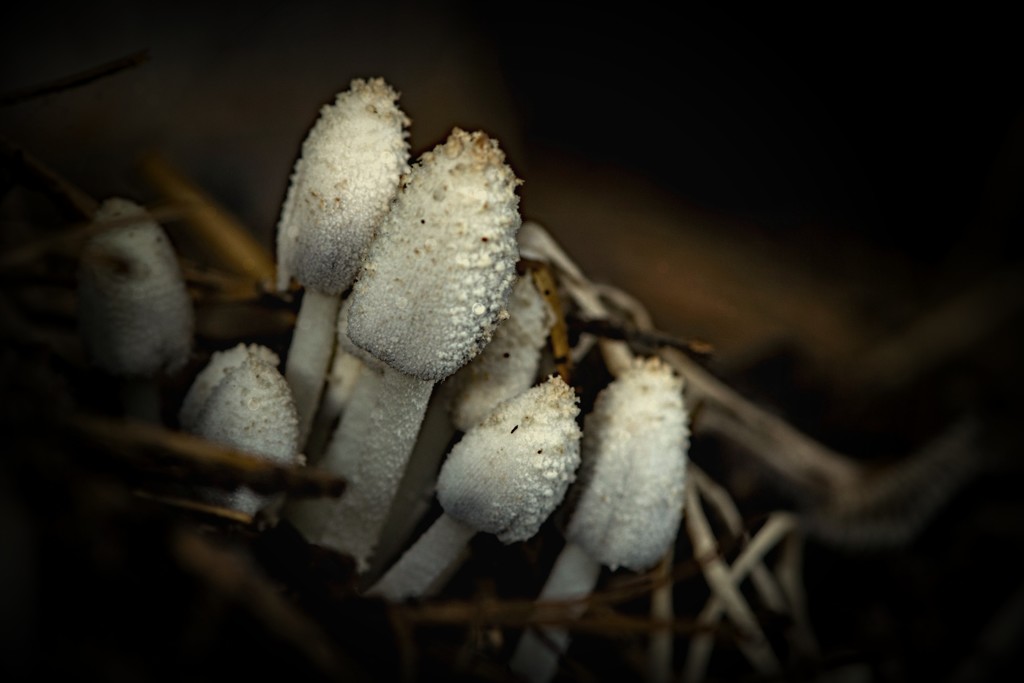 Mushrooms  by farmreporter