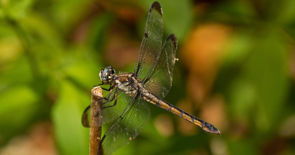 Dragonfly on It's Stick! by rickster549
