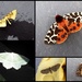 garden moths 25 by steveandkerry