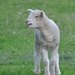 Baby Lamb by kgolab