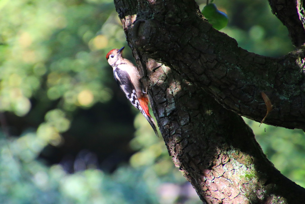 Great Spotted Woodpecker by terryliv
