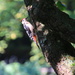 Great Spotted Woodpecker by terryliv
