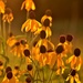 July Wildflowers by lynnz