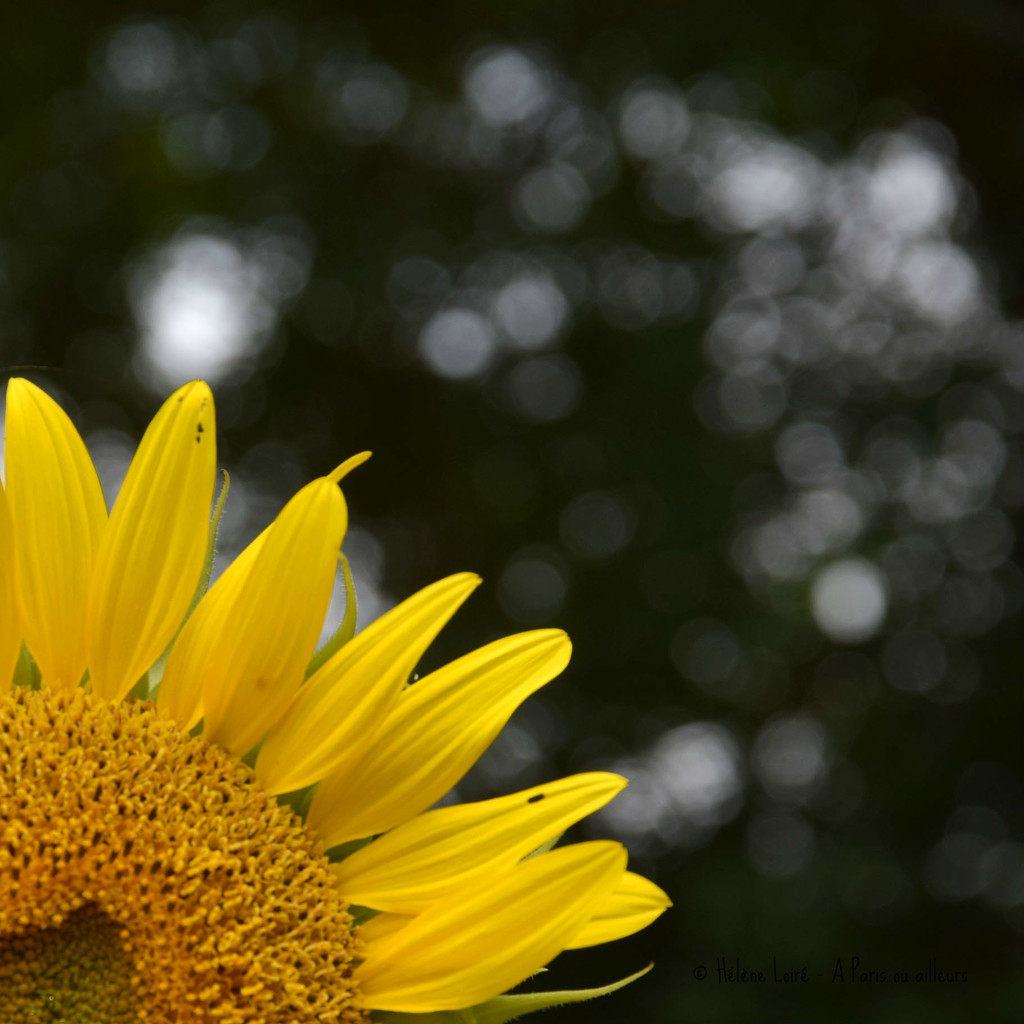 sunflower by parisouailleurs