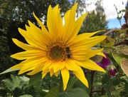 2nd Aug 2018 - Sunflower