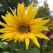 Sunflower by 365projectmaxine