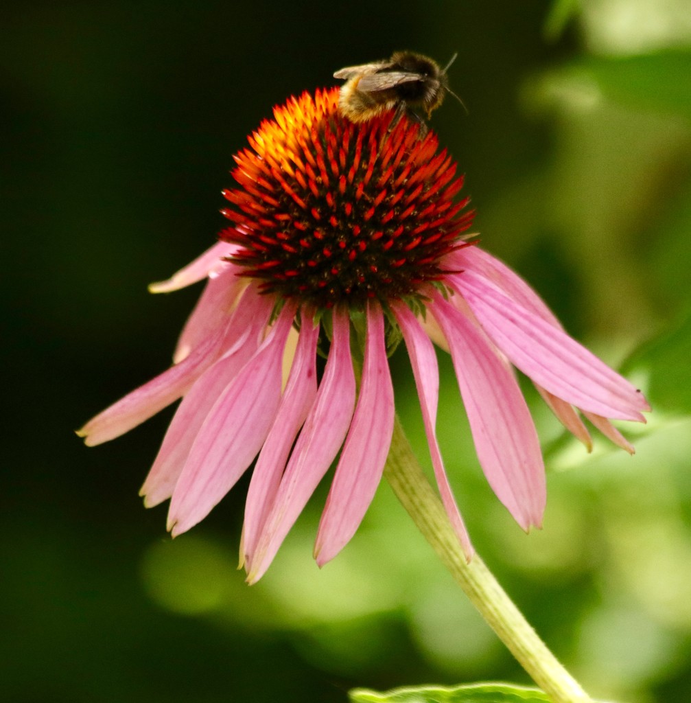 The bees love Echinacea  by orchid99
