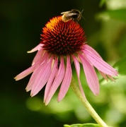 2nd Aug 2018 - The bees love Echinacea 