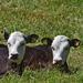small cows by ianmetcalfe