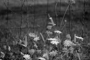 2nd Aug 2018 - Beauty in black and white