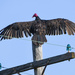King of the Telegraph Pole by kareenking