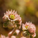 hen and chicks flower by aecasey