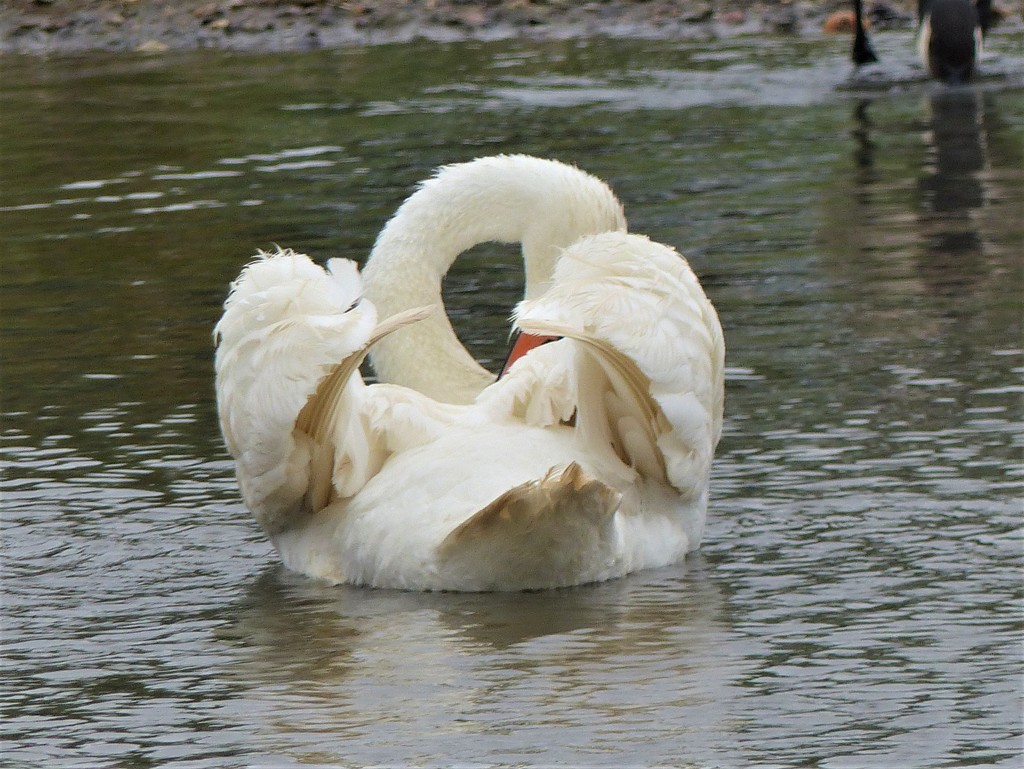 Unusual Swan Pose by susiemc