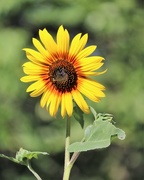 2nd Aug 2018 - August 2: Sunflower