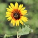 August 2: Sunflower by daisymiller