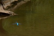 2nd Aug 2018 - Kingfisher in flight ....