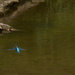 Kingfisher in flight .... by ziggy77