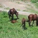 Dam and foal + dam and foal by bruni