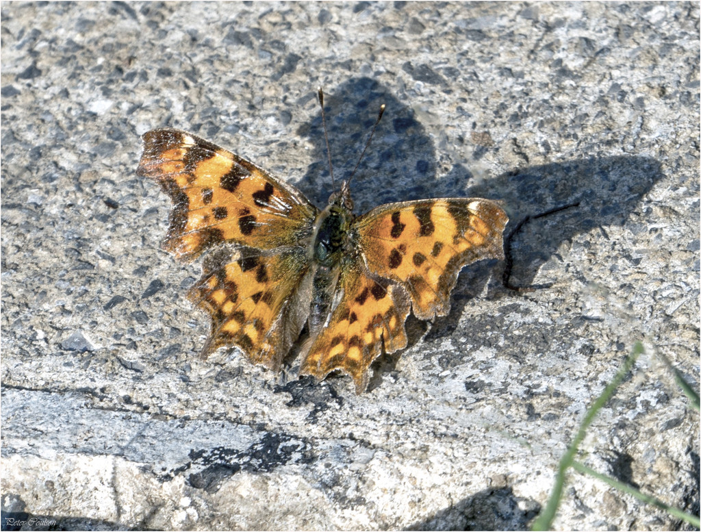 Female Comma Butterfly by pcoulson