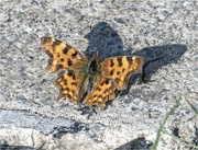2nd Aug 2018 - Female Comma Butterfly