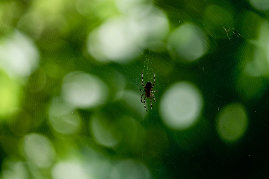 Spider by toinette