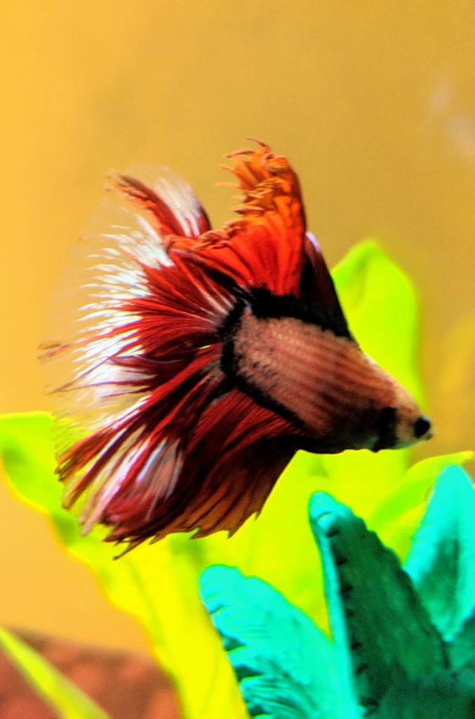 Flamenco Fish by photogypsy