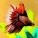 Flamenco Fish by photogypsy