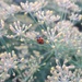 Ladybird. by jokristina