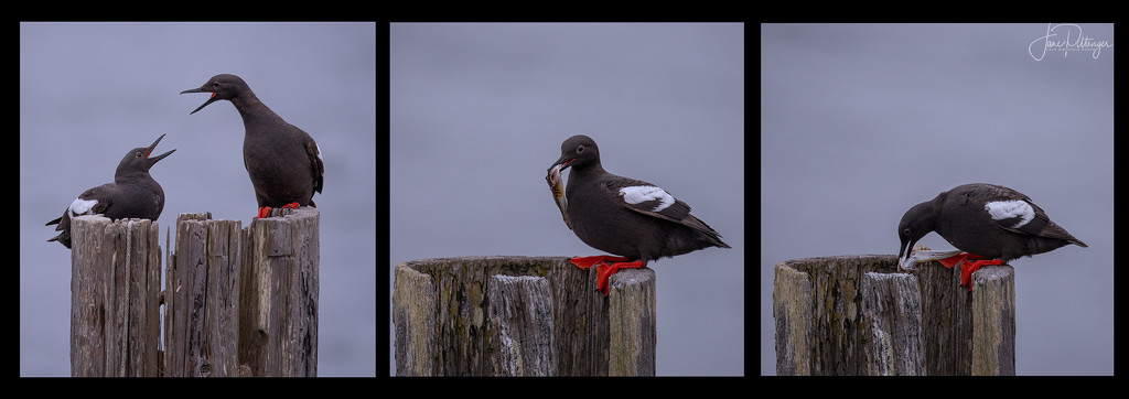 Pigeon Guillemots Feeding Their Baby Story Board by jgpittenger