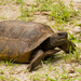 Gopher Turtle, Out for a Stroll! by rickster549