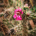 Desert Bloom by swwoman