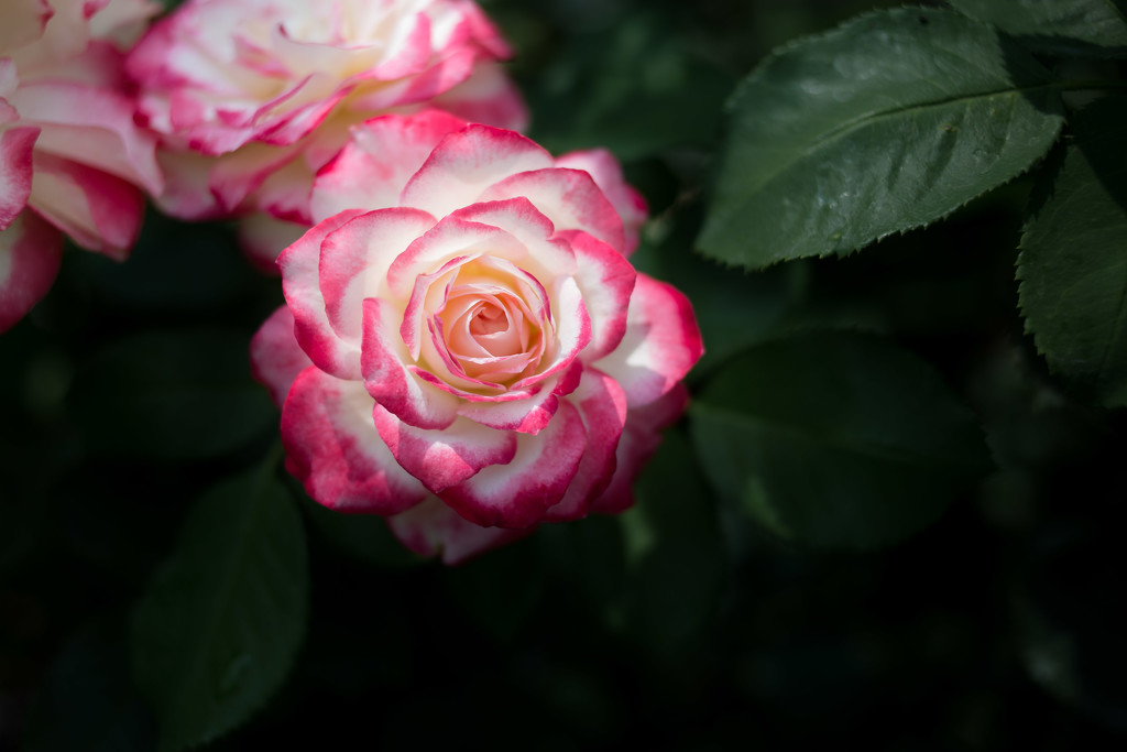Rose Garden by tina_mac