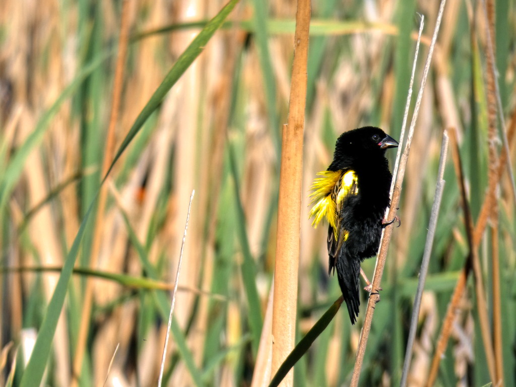 Yellow Bishop by ludwigsdiana