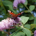 Butterfly Bush by filsie65