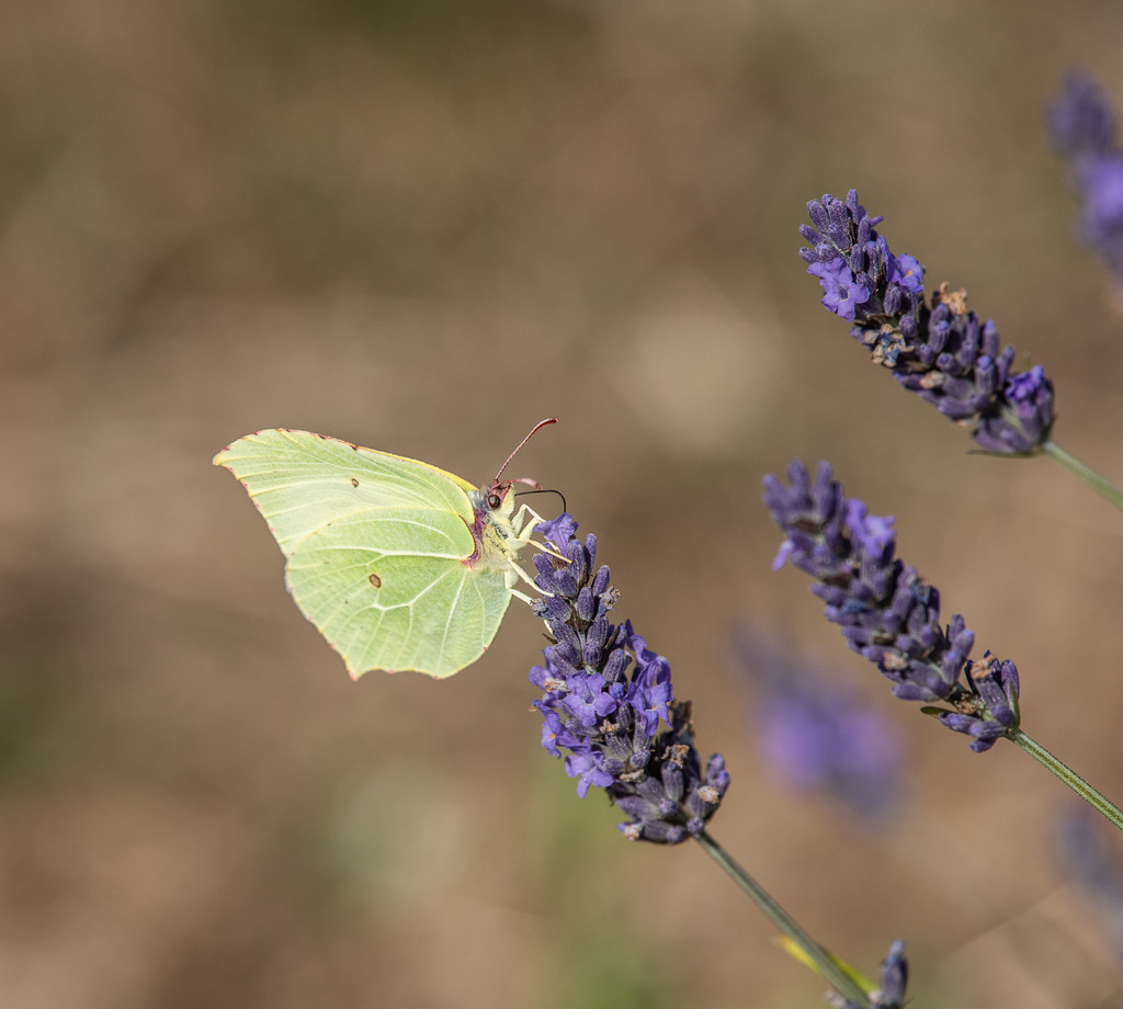 Brimstone and lavender by inthecloud5