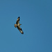 Osprey in flight by novab