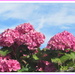 Pink Hydrangeas by grace55