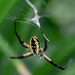 Garden Spider by cdonohoue