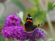 3rd Aug 2018 -  Red Admiral on Buddleia 