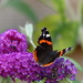  Red Admiral on Buddleia  by susiemc