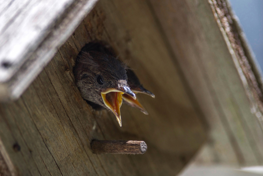 Baby House Wrens... by berelaxed
