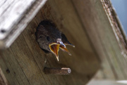 3rd Aug 2018 - Baby House Wrens...