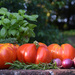 Tomato coulis by parisouailleurs