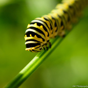 3rd Aug 2018 - monarch caterpillar