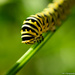monarch caterpillar by samae