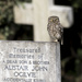 Little Owl by shepherdmanswife
