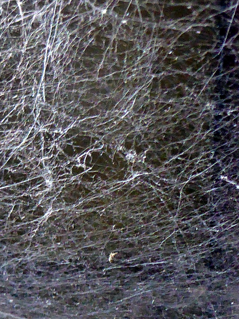 Tangled web by gaf005